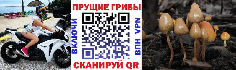 хочу   Мглин  Псилоцибиновые грибы мухоморы 